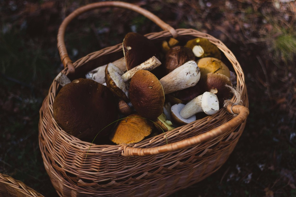 panier champignon